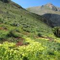 3 Walks with Flowers